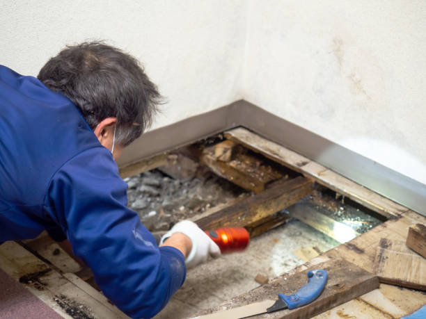  San Antonio, TX Mold Removal Pros