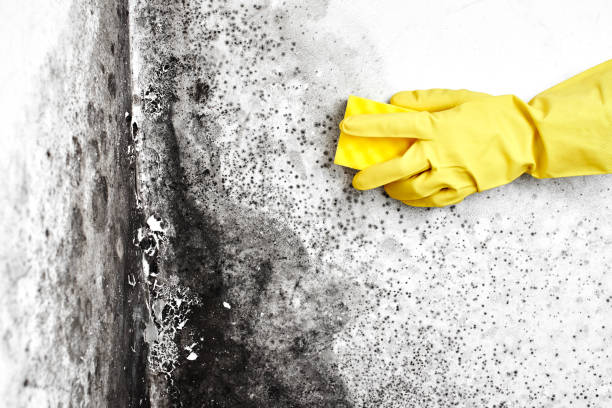 Professional Mold Remediation in San Antonio, TX