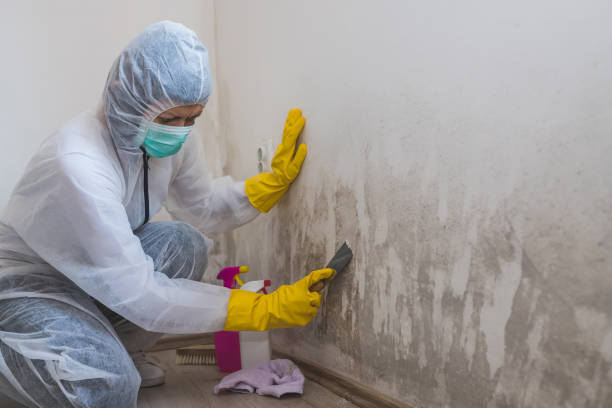 Best Preventive Mold Services in San Antonio, TX