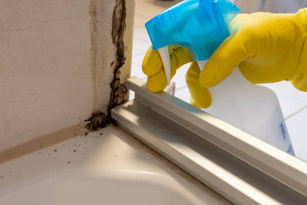 Best Post-Flood Mold Remediation in San Antonio, TX
