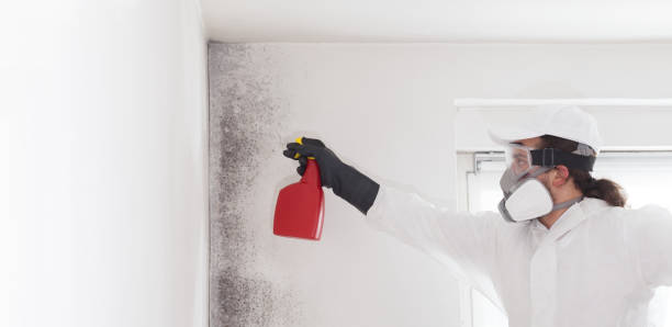 Best Commercial Mold Remediation in San Antonio, TX