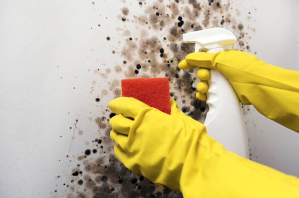 Best DIY Mold Remediation Support Services in San Antonio, TX