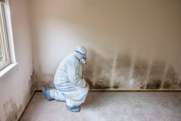 Best Mold Remediation for Schools in San Antonio, TX