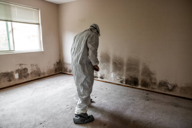 Best Kitchen Mold Remediation in San Antonio, TX