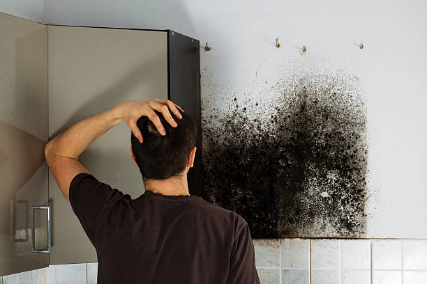 Best Localized Mold Remediation (e.g., coastal areas, humid climates) in San Antonio, TX